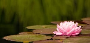 lotus
