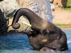 a baby elephant at the zoo