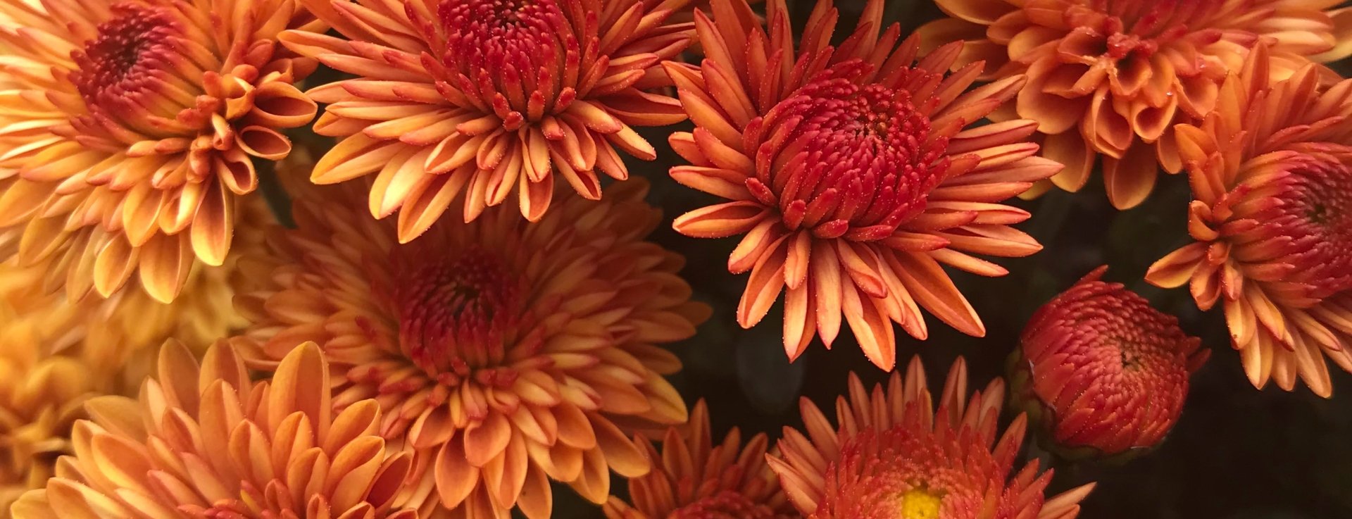 Orange and yellow flowers arranged in a vase